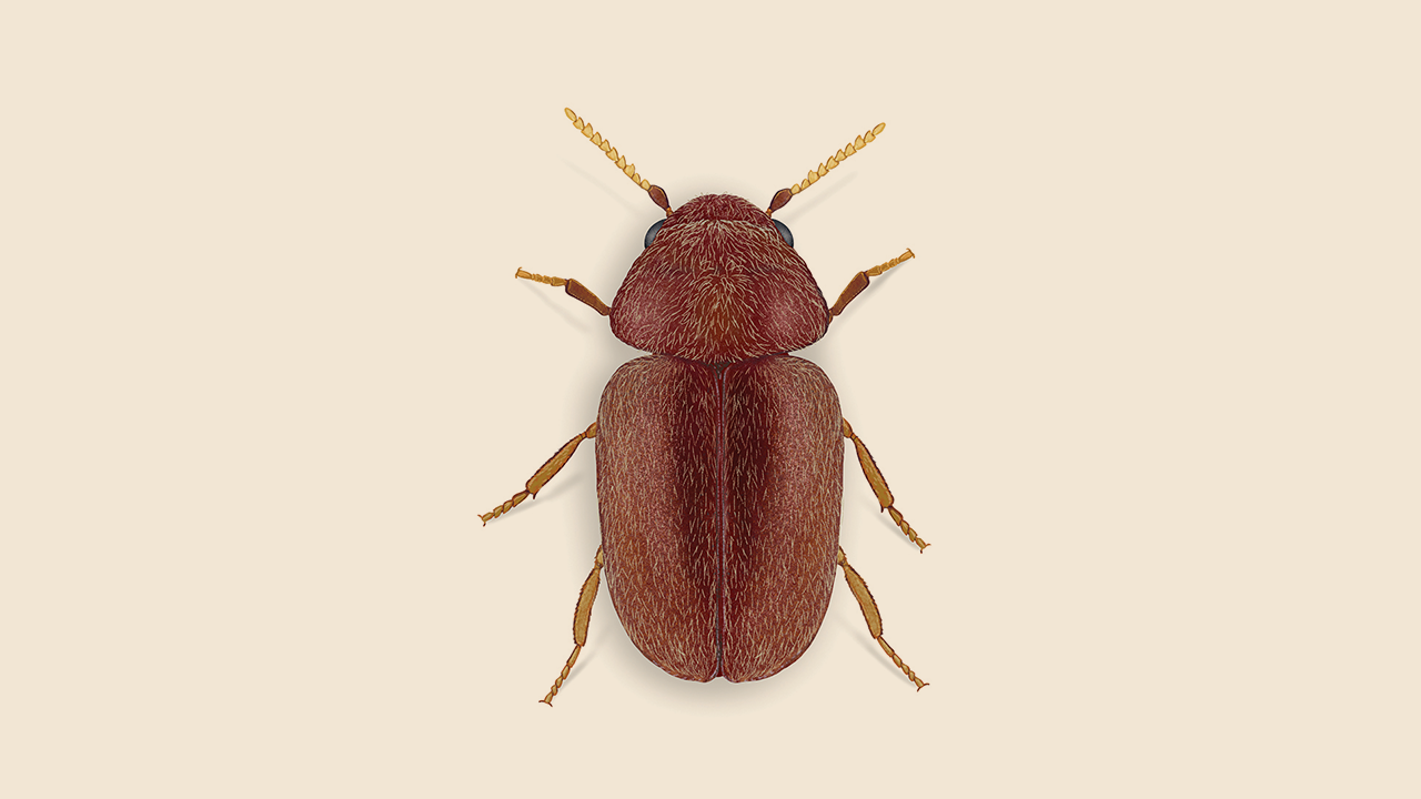 cigarette beetle in pantry Beetles | Bug Out Cigarette & Drugstore Beetles