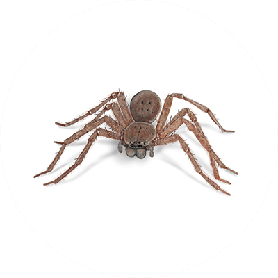 Barn Spider Identification, Habits & Behavior  Active Pest Control - Pest  Control and Exterminator Services