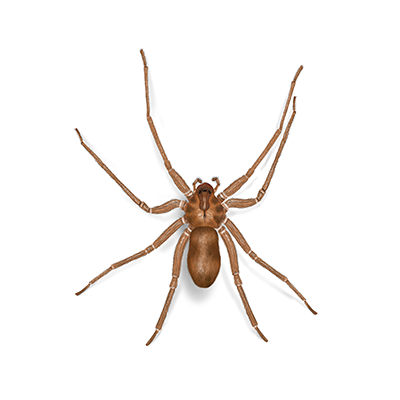 Brown Recluse Spiders: Fact vs. Fiction, Tips for Prevention - Pest Control  Technology