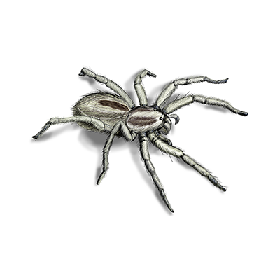 Barn Spider Identification, Habits & Behavior  Active Pest Control - Pest  Control and Exterminator Services