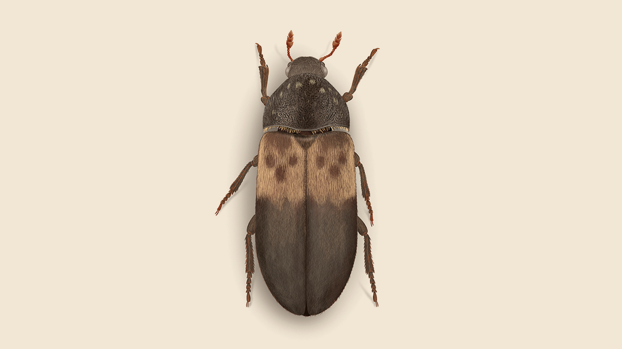 How to Get Rid of Larder Beetles: Larvae in Bedroom, etc.