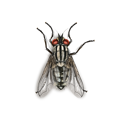 Stemjar on X: temjarHow to Get Rid of House Flies? – 8 Natural Home  Remedies -  #Pests #PestControl #HouseFlies  #HomeRemedies #NaturalHomeRemedies #S  / X