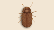 Drugstore Beetle Biscuit Beetle Treatment Local Apex Pest Control