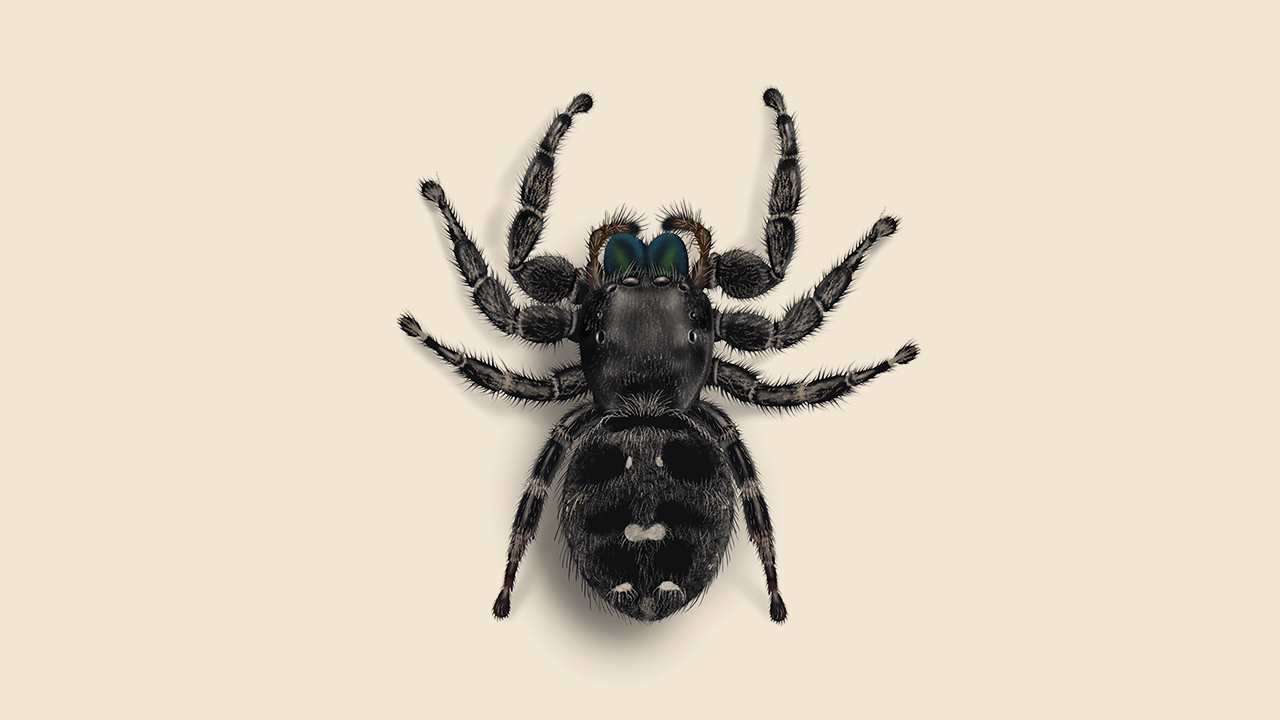 Jumping Spider Identification, Prevention & Extermination