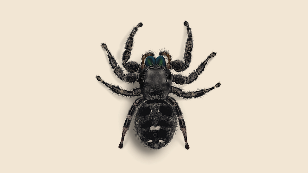 Jumping Spider Identification & Behavior