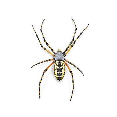 Orb weaver illustration