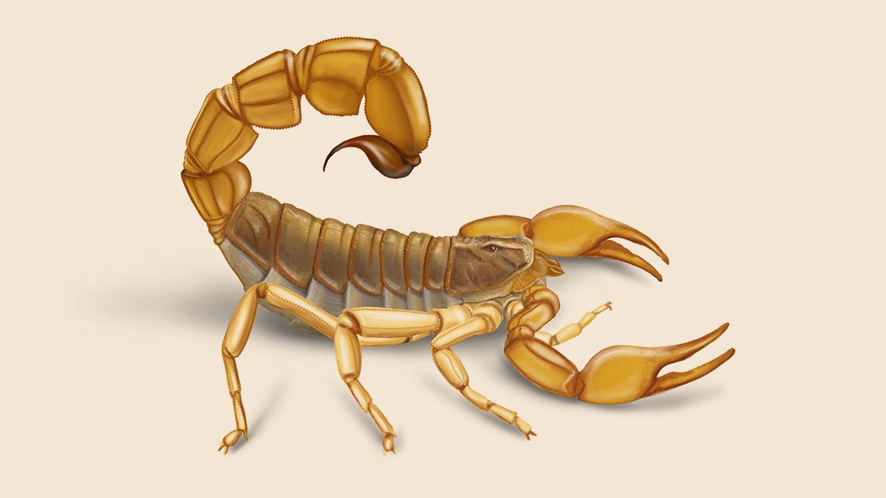 scorpions in the desert