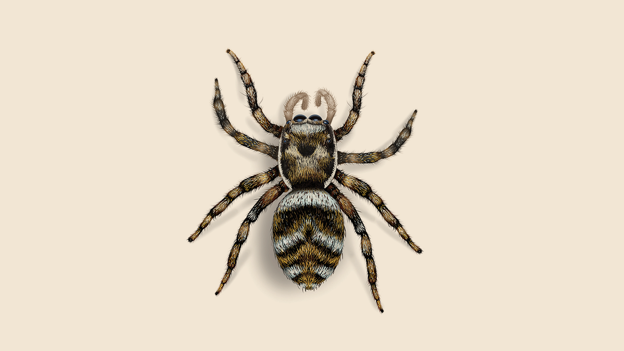 金村修　SPIDERS STRATEGY Get Rid of Zebra Jumping Spiders: Facts and Identification | Orkin