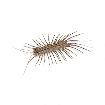 house centipede larva
