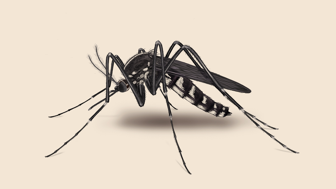 Natural Mosquito Control Durham