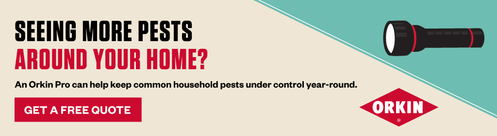 Banner reading Seeing more pests around your home? An Orkin Pro can help keep common household pests under control year-round. Get a free quote. Orkin.