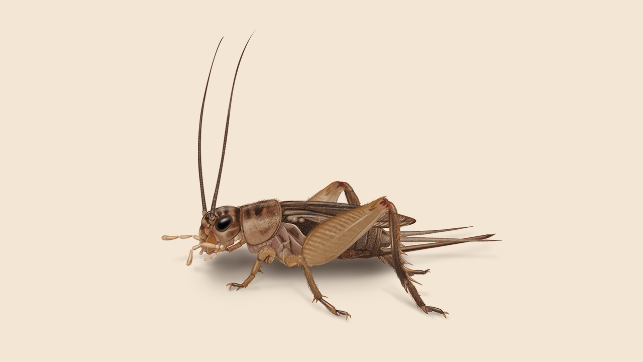 House Cricket Identification & Info  Arrow Exterminating Company, Inc. -  Pest Control and Exterminator Services