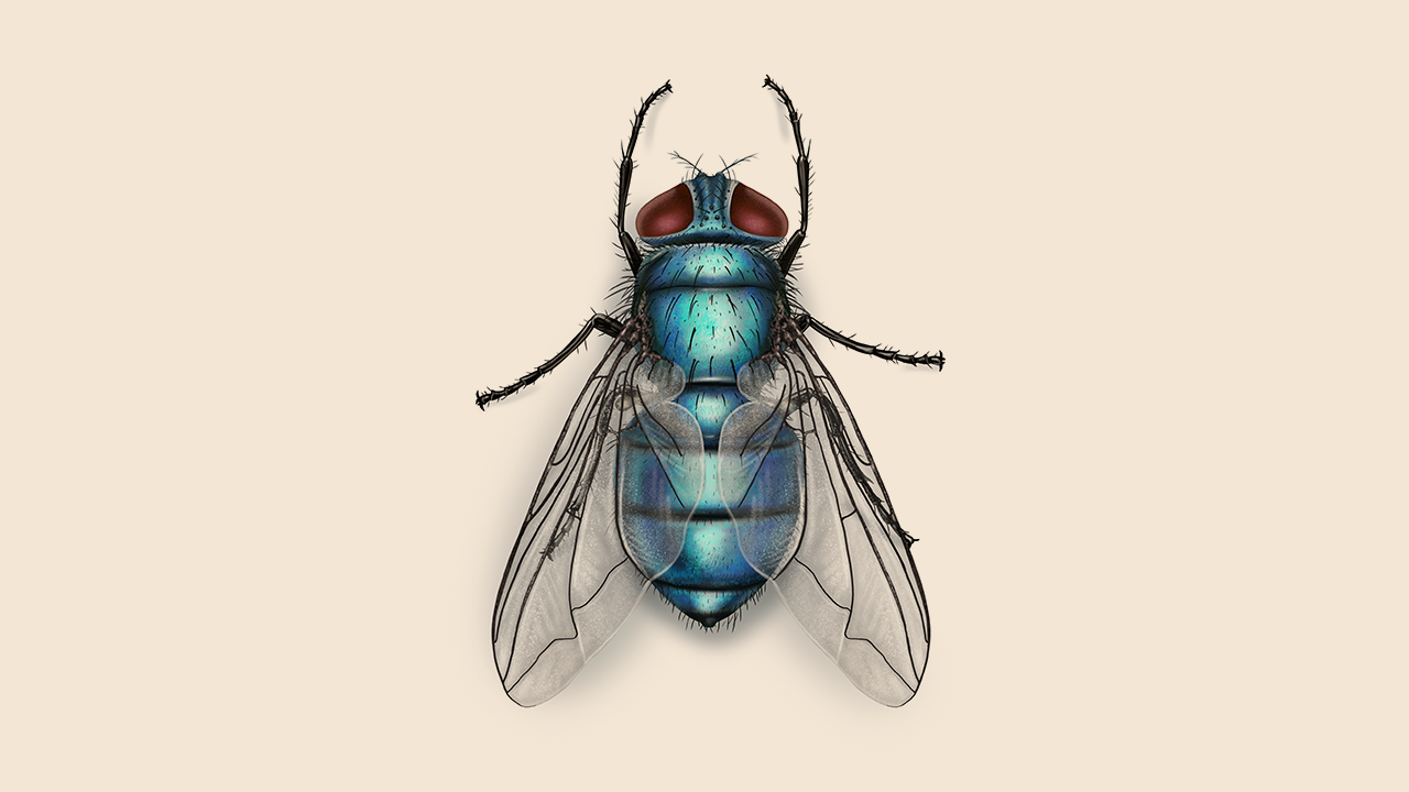 Facts About Bottle Flies, Fly Habits and Behaviors