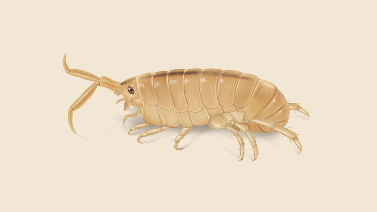 Sand Flea Facts, How to Identify Sand Fleas