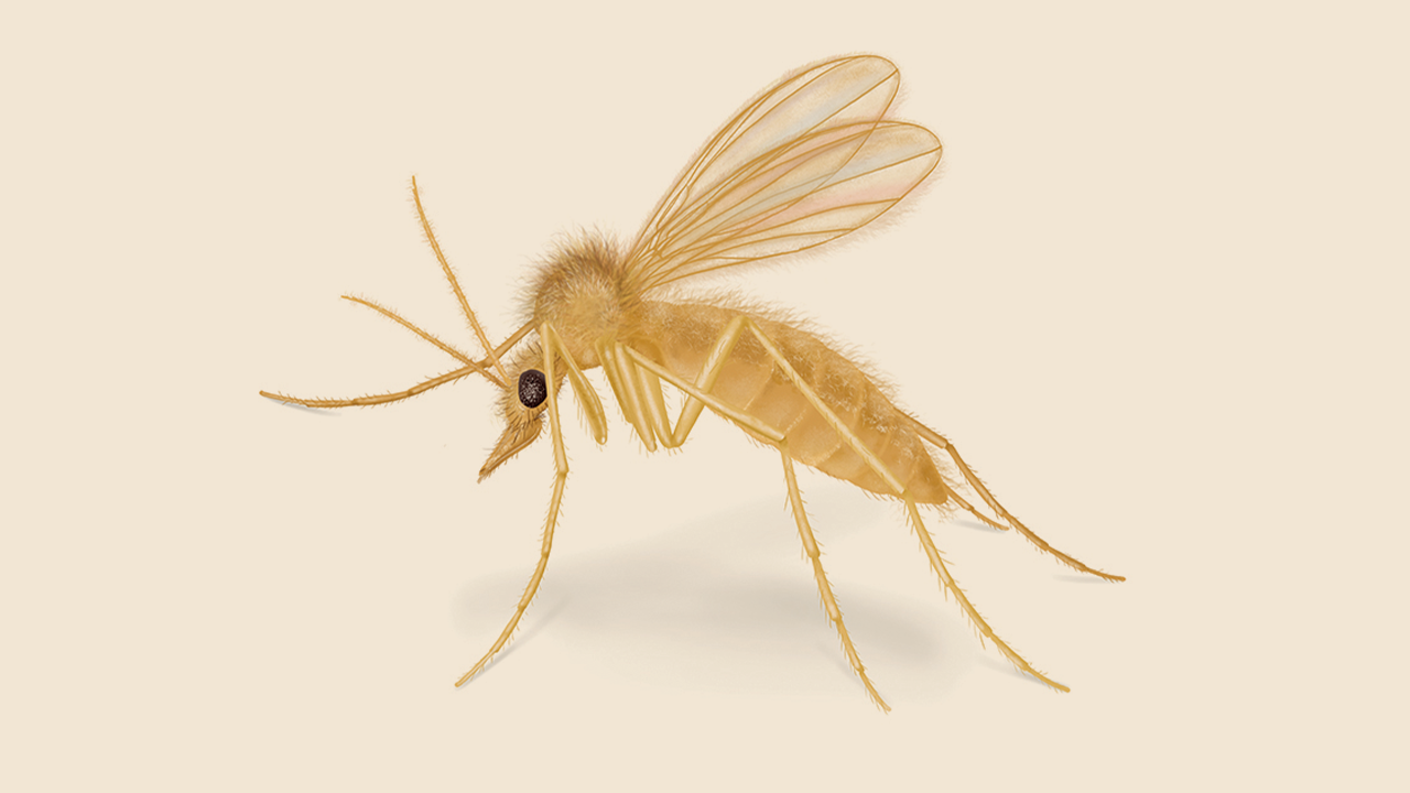 What Are Sand Flies? Appearance, Behavior, Bites & More