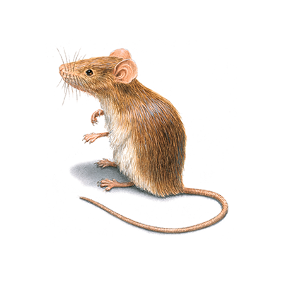 House Mouse Identification, Habits & Behavior
