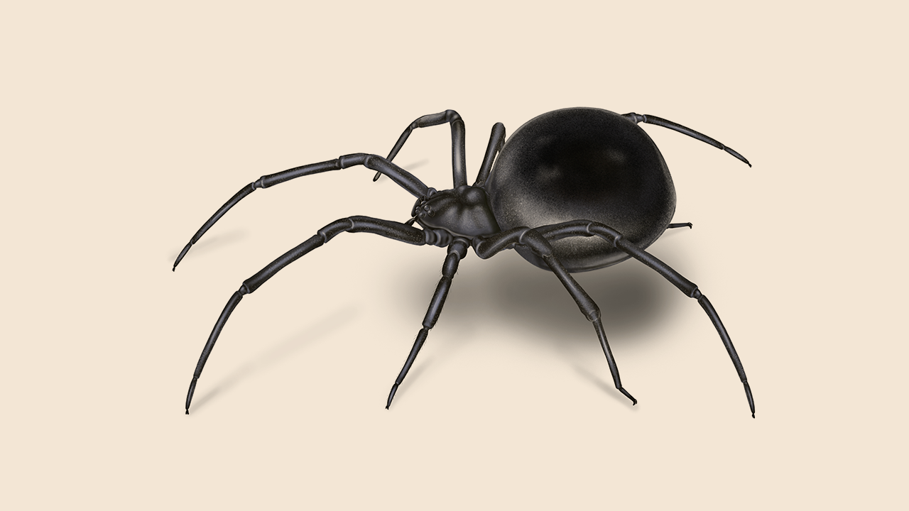 Black Widow Spiders: Facts & Extermination Information