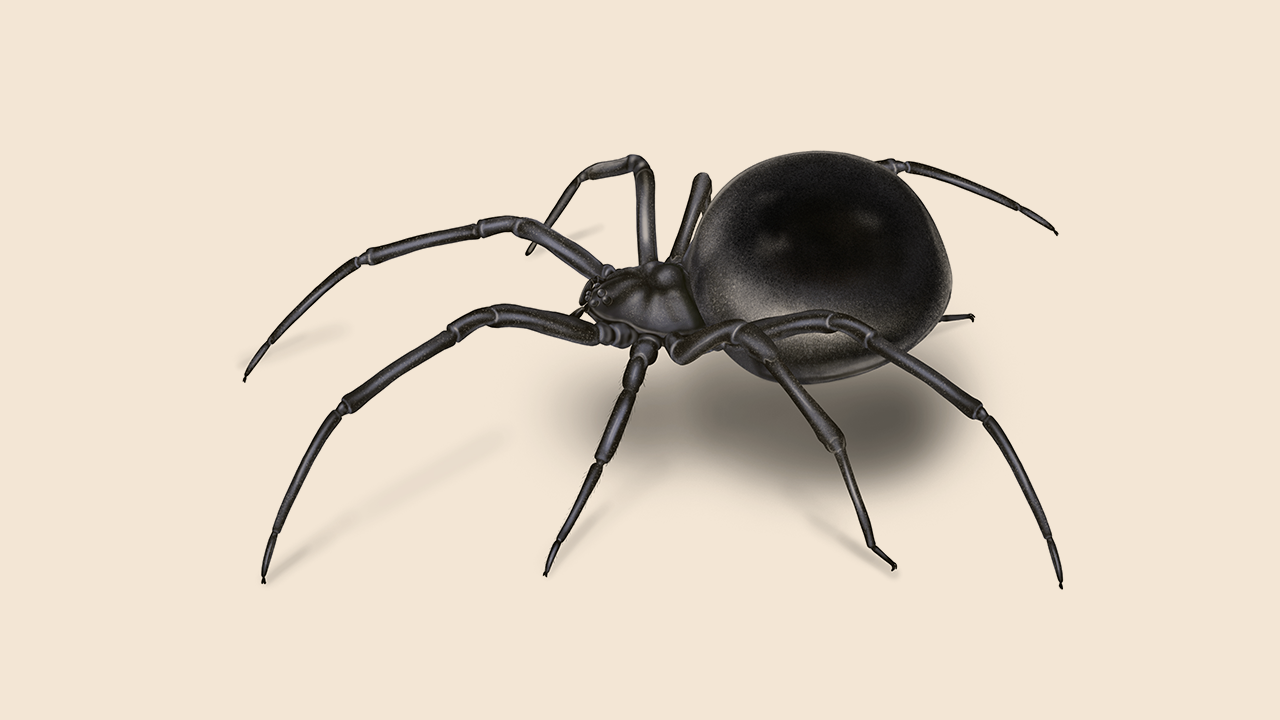 How to Identify Black Widow Spiders, Spider Facts