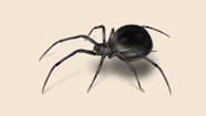 Black Widow Bynovitaatun