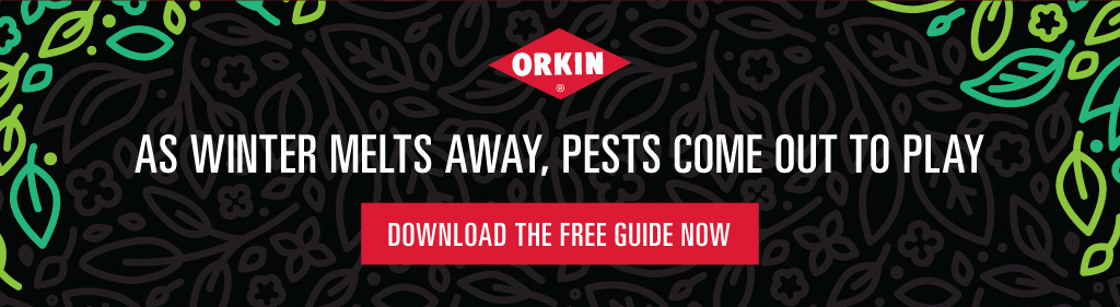 Orkin. As winter melts away pests come out to play. Button - Download the free guide now.