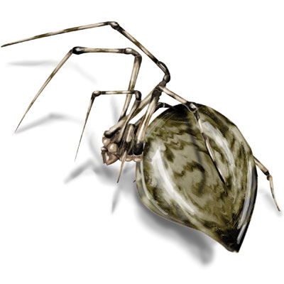 Common house spider illustration