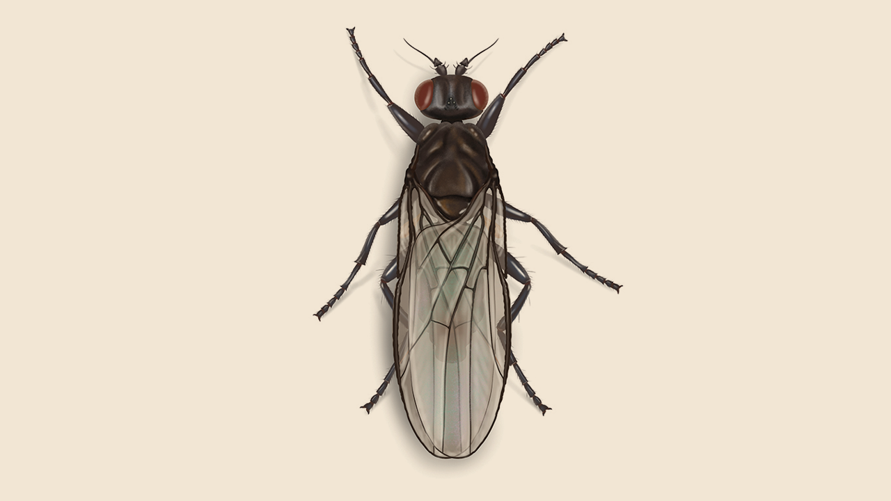 Sphaerocerid Fly Facts: Get Rid of Small Dung Flies | Orkin