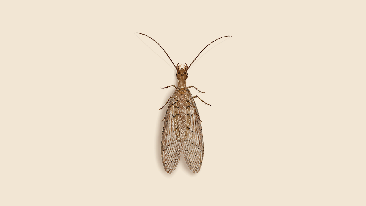 Dobsonflies Exterminator - How To Identify & Get Rid Of Dobsonflies