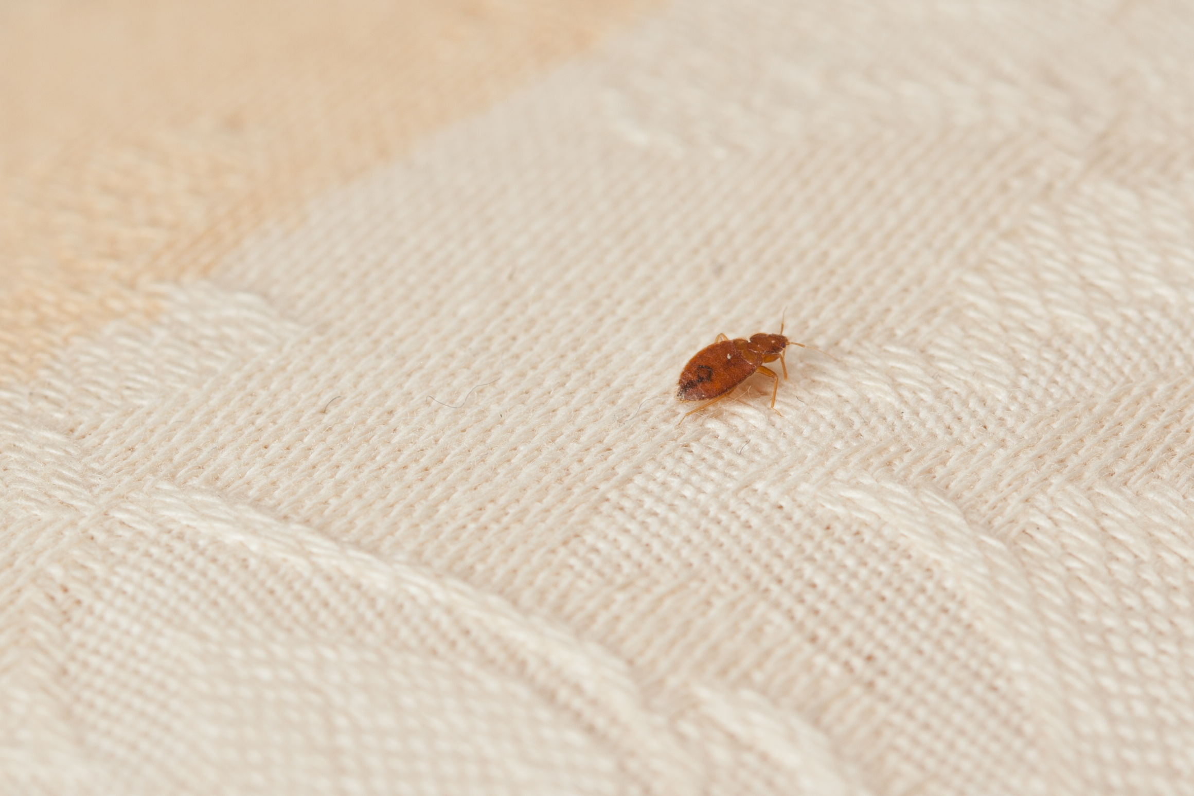 The Difference Between Bed Bug Introductions And Infestations