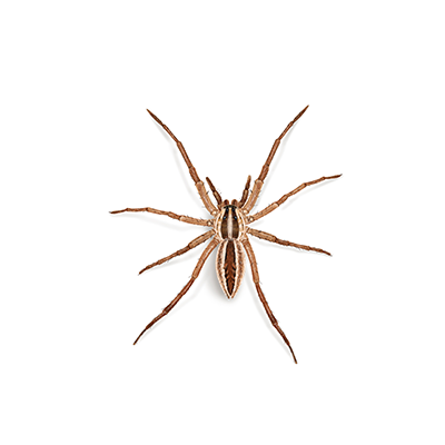 Wolf spider illustration