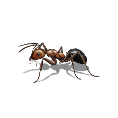 Orkin