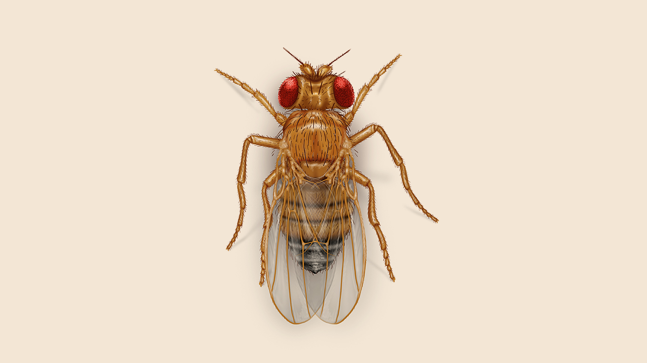 Fruit Fly Identification And Control Guide