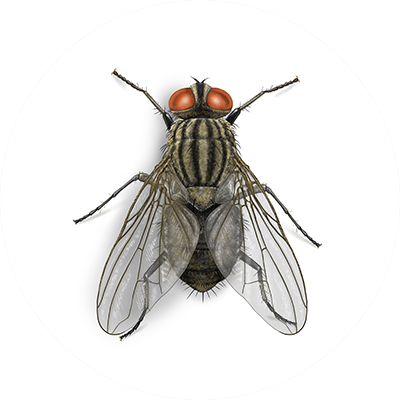 How Exterminators Get Rid of Flies in Gainesville · ExtermPRO