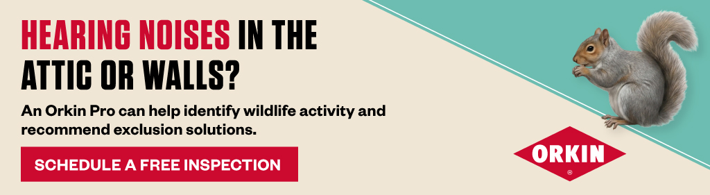 Hearing noises in the attic or walls? An Orkin Pro can help identify wildlife activity and recommend exclusion solutions. Schedule a free inspection. Orkin.