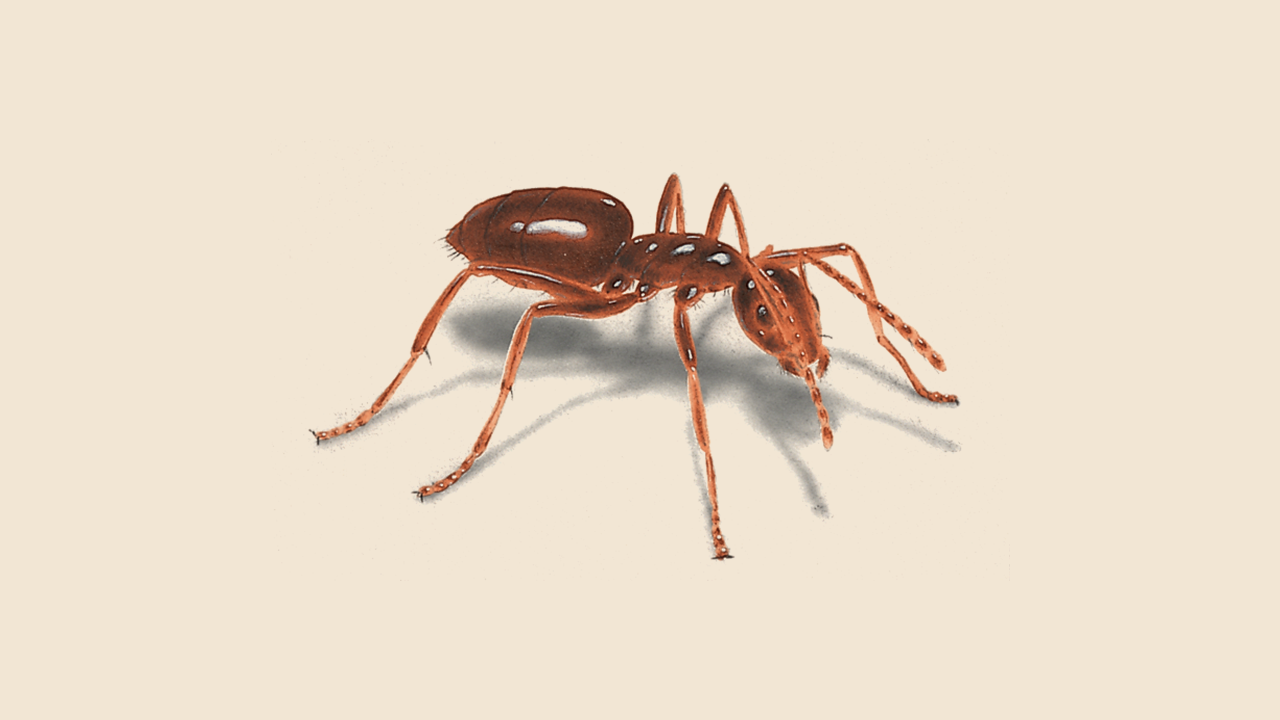 common house ant bites