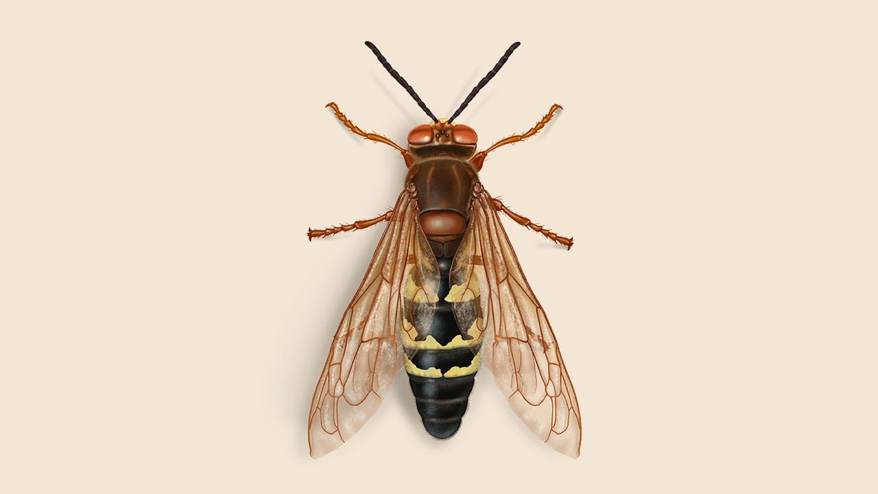 cicada killer stinger