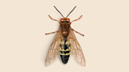 Cicada Killer Wasp Sting