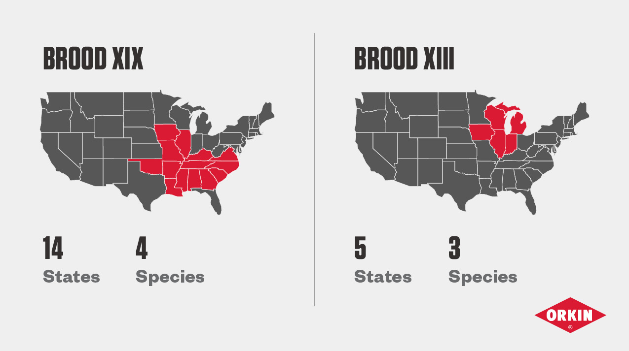 Drawing of US with 14 states (includes 4 species) highlighted that will experience the emergence of Cicada Brood XIX and the 5 states (includes 3 species) highlighted that will experience the emergence of Cicada Brood XIII