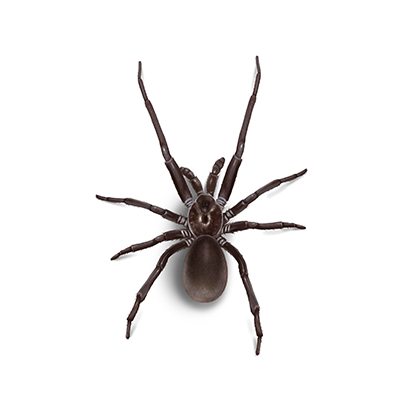 Southern house spider illustration
