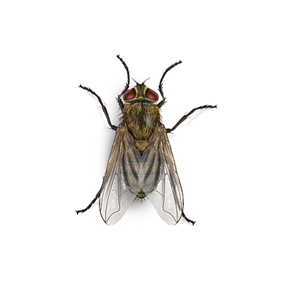 How to Get Rid of Drain Flies in Denver
