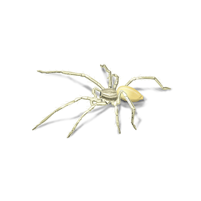 Yellow sac spider illustration