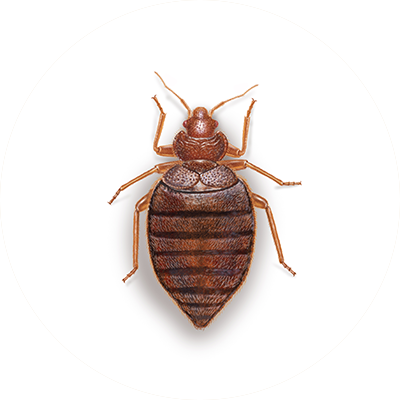 Bed Bug Identification Guide