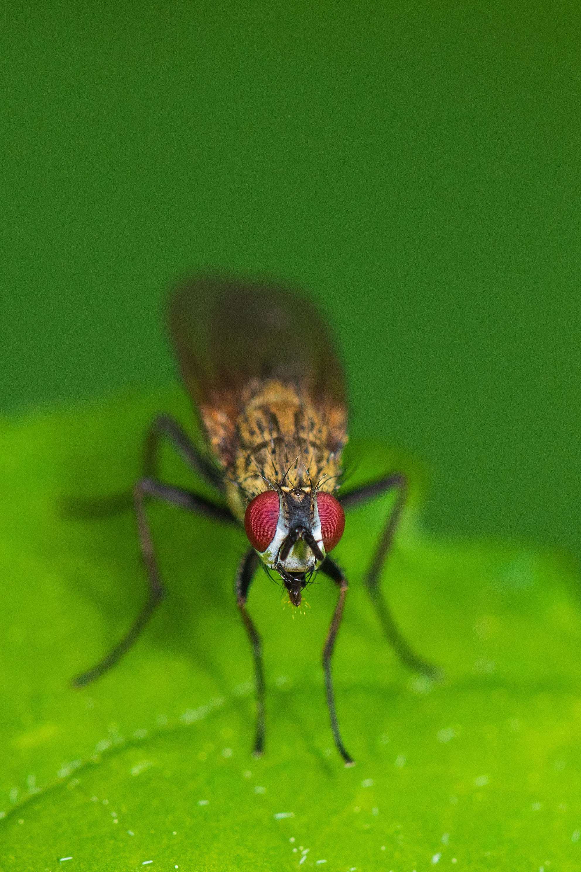 How to get rid of flies — PestXpert