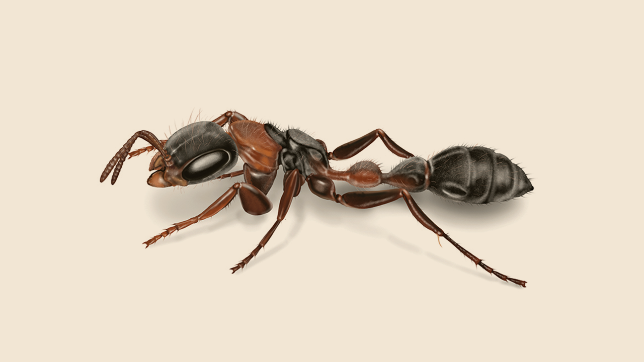 FROMAN INSECTLANG Mルーア5-28g 2本組み2.04cm Elongate Mexican Twig Ant Facts | What are Twig Ants | Orkin
