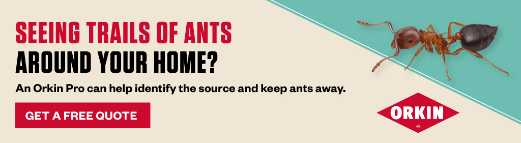 Banner reading Seeing trails of ants around your home? An Orkin Pro can help identify the source and keep ants away. Get a free quote. Orkin.