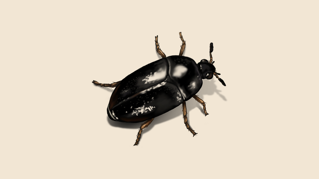 Hacer Monumental Escudero Beetles Exterminator - How To Identify & Get Rid Of Beetles | Orkin
