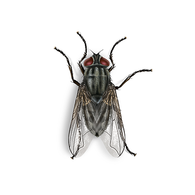 Types Of Flies  Do-It-Yourself Pest Control