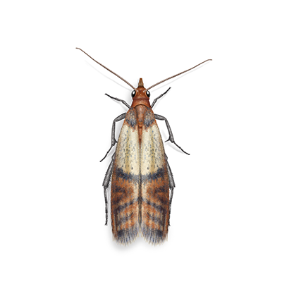 Moth Control & Treatment - Standard Pest Management