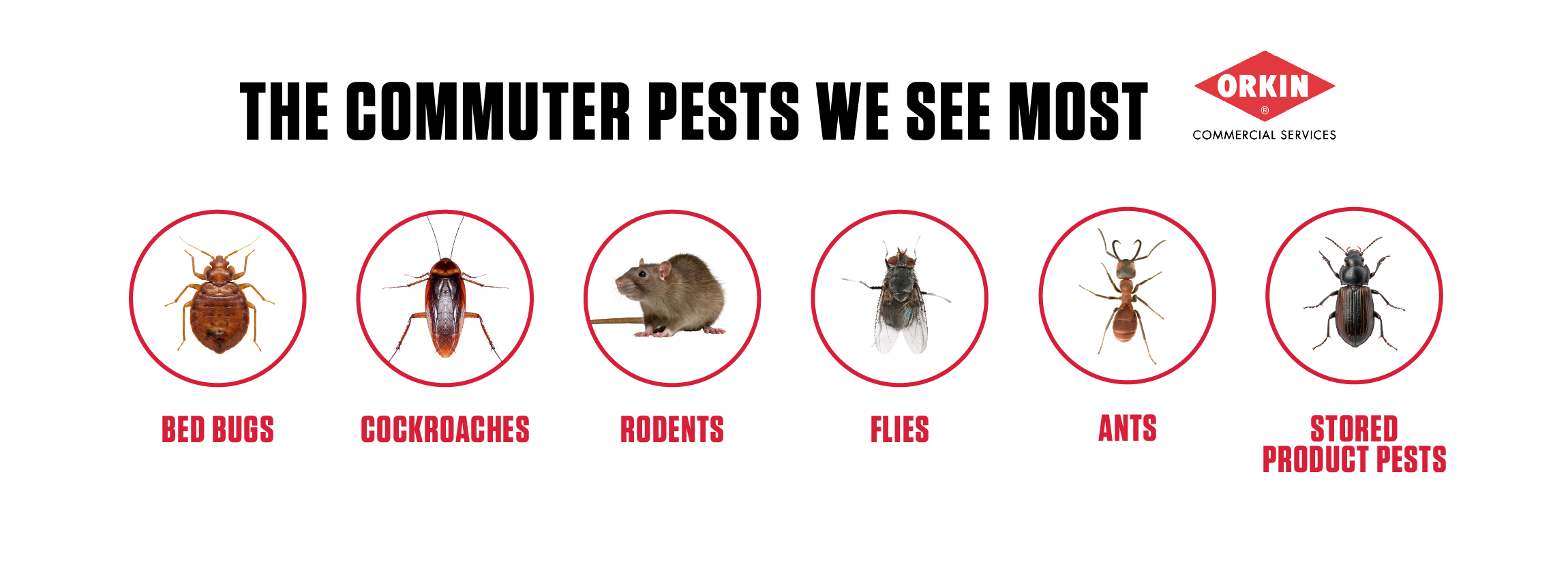 Infographic titled 'The Commuter Pests We See Most' by Orkin. It lists and describes six common hospital pests: bed bugs, cockroaches, rodents, flies, ants, and stored product pests.