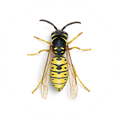 Yellow Jacket Bees - What Do Yellow Jacket Bees Look Like?