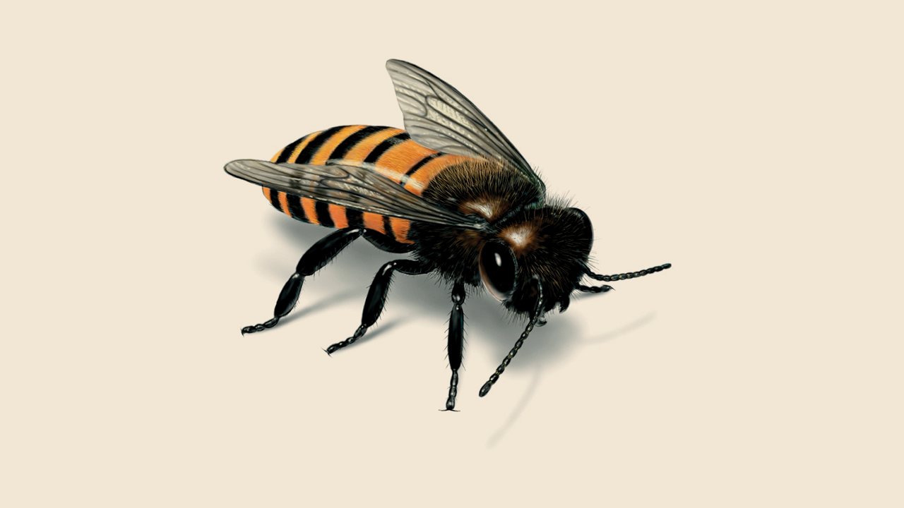 what color is honey bee